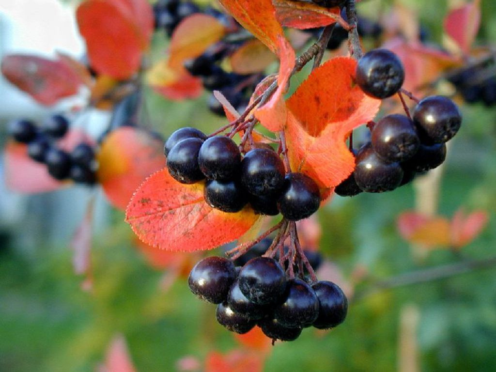 Aronia